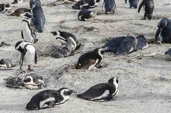 16 - Pinguinos Africanos - parque nacional Table Mountain - Sudafrica